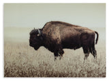Brutus Sepia Wall Art displayed head-on